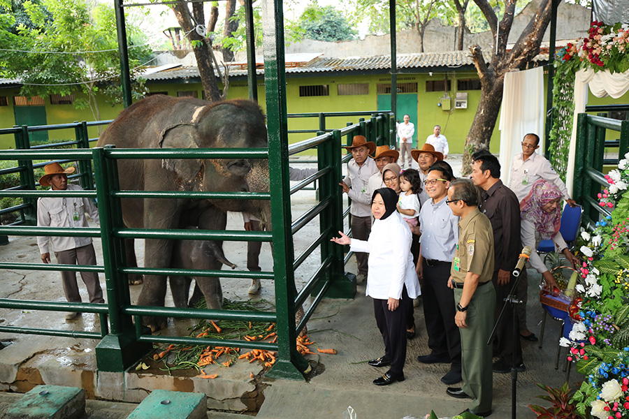 Risma saat berkunjung ke KBS. (Foto: Alief/ngopibareng.id)