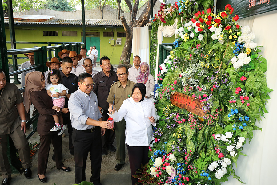 Risma saat di KBS. (Foto: Alief/ngopibareng.id)