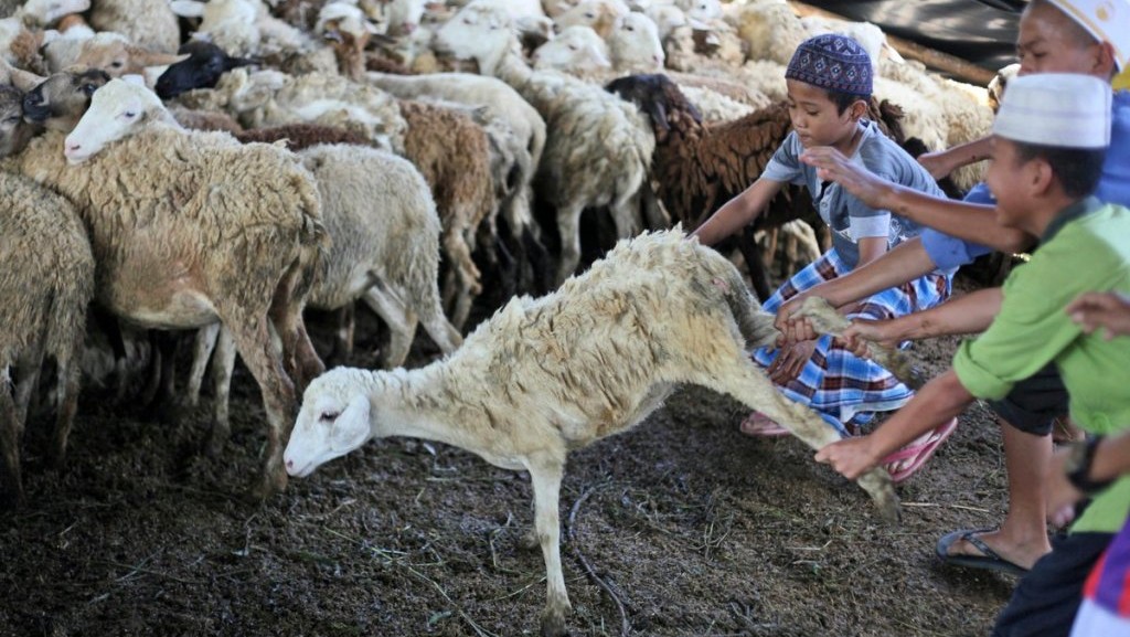 Kkambing-kambing kurban. (Foto: ist)