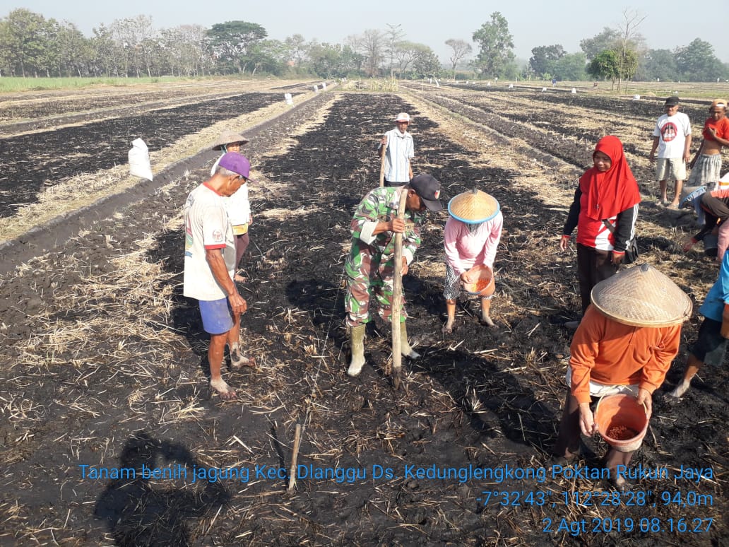 Tanam Jagung Serentak di lahan Poktan wilayah Dlanggu Mojokerto