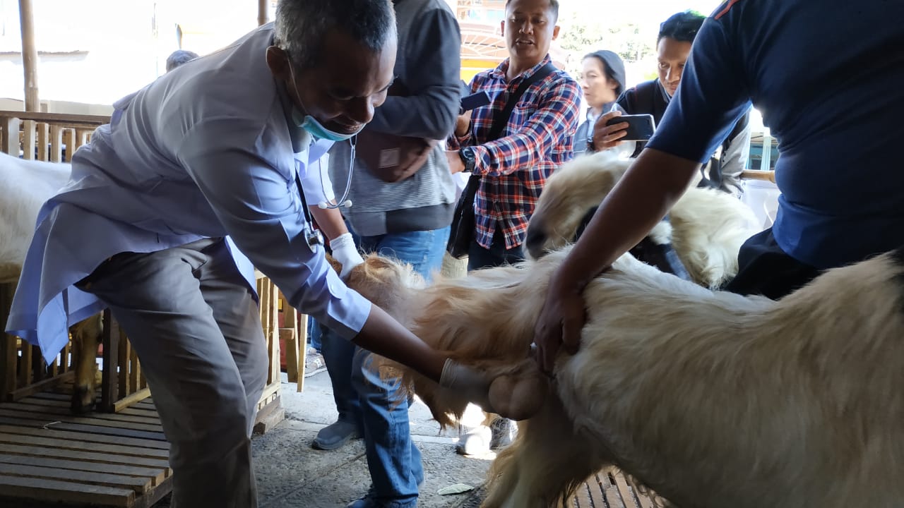 Salah satu petugas sedang melakukan pemeriksaan kesehatan hewan kurban di Kota Kediri, Selasa, 6 Agustus 2019. (Foto: Fendi/ngopibareng.id)