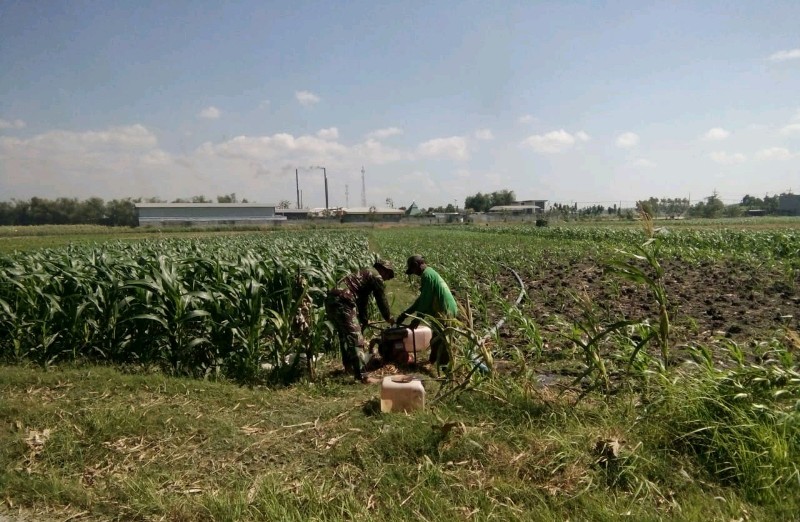 Babinsa Koramil 0815/07 Jetis Bantu Petani Pengairan Lahan Tanaman Jagung di Desa Jetis