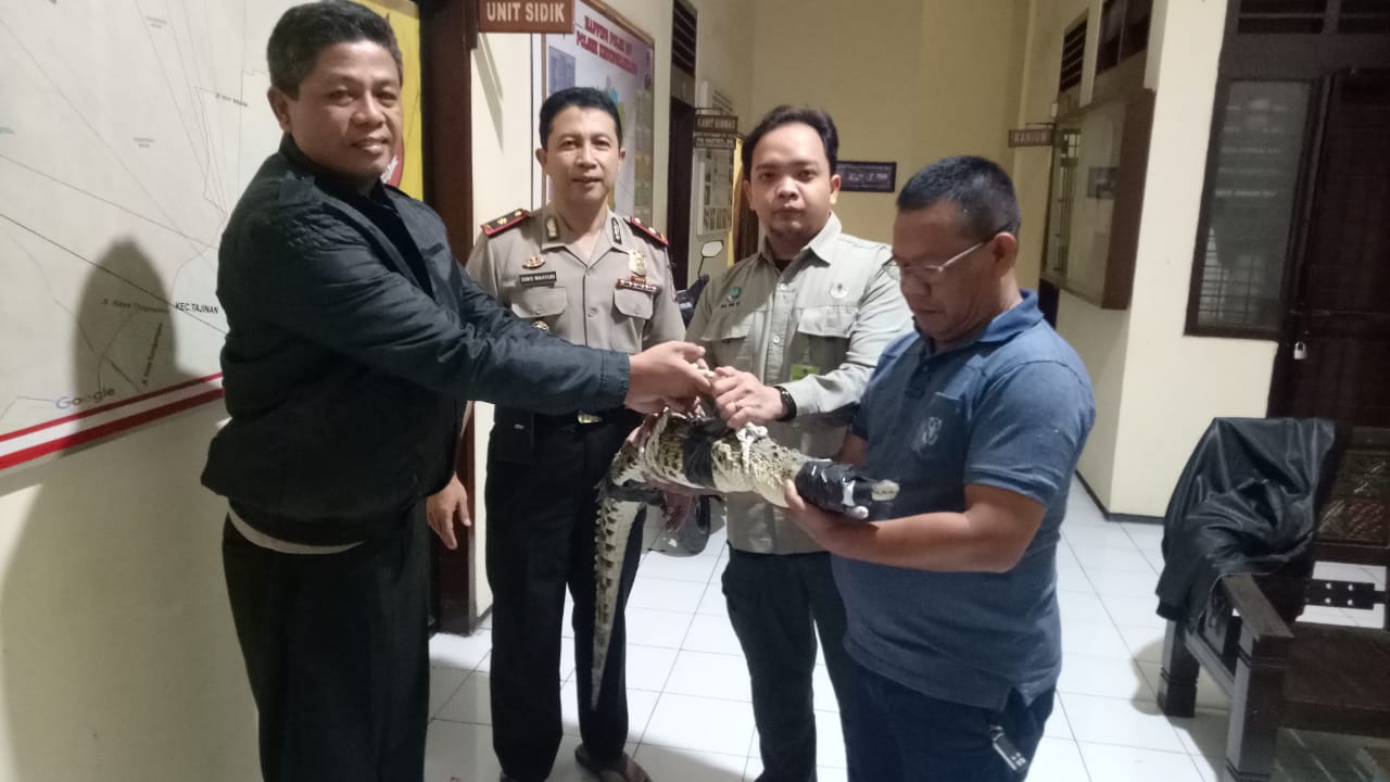 Bauaya muara yang diamankan oleh Polsek Kedungkandang dan BKSDA Kota Malang dari pelaku jual-beli satwa illegal (dok:foto istimewa)