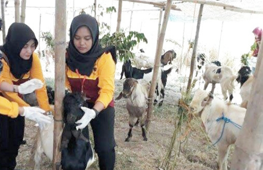 Para dokter hewan melakukan pemeriksaan. (Foto:Nasih/ngopibareng.id)