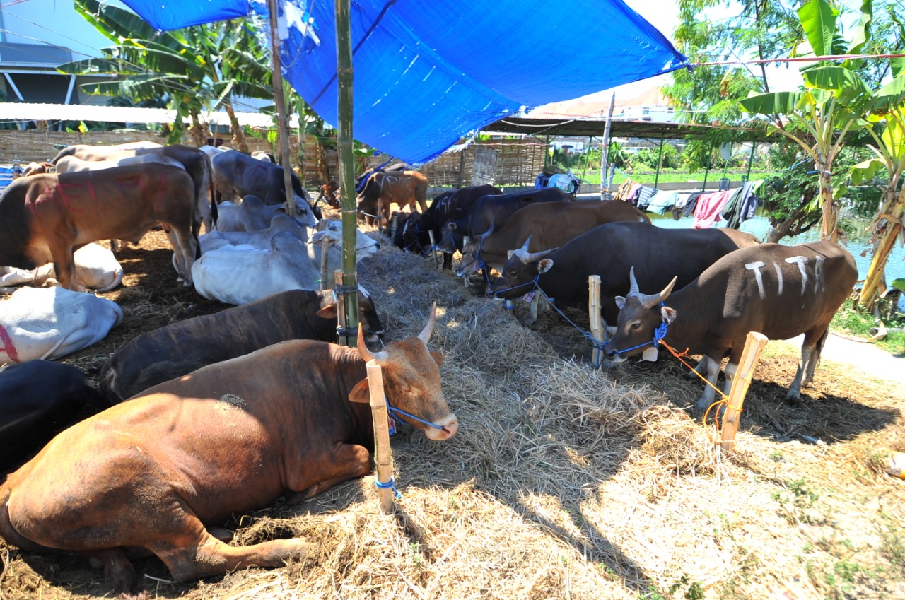 Ilustrasi penyembelihan hewan qurban. (Foto: Alief/ngopibareng.id)