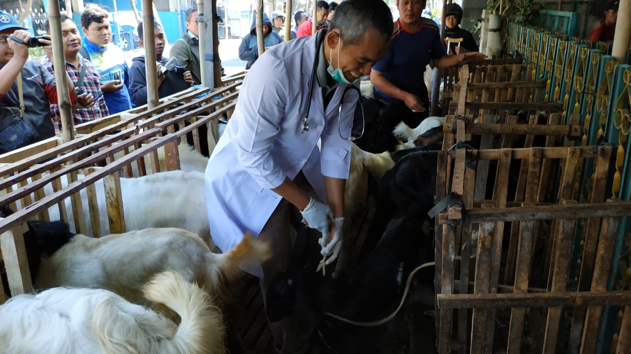 Dokter hewan Pujiono saat melakukan pengecekan kesehatan hewan kurban di Kediri. (Foto: Fendi/Ngopibareng.id)