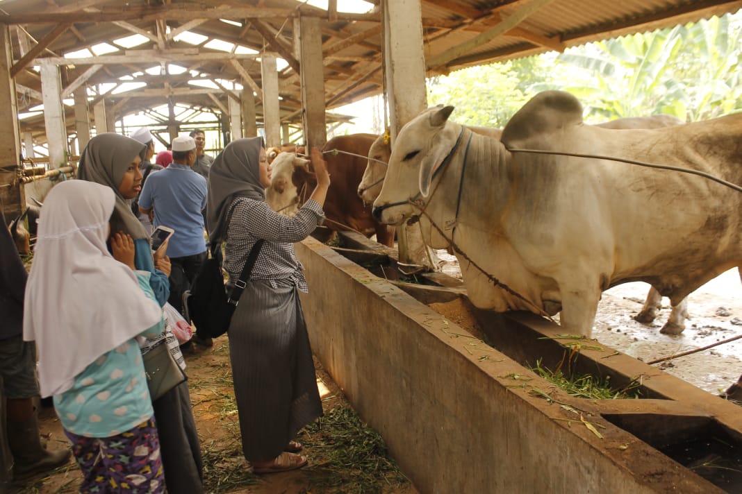 Sapi sapi ini tinggal menunggu waktu untuk disembelih pada Hari Raya Idul Adha Minggu 11 Agustus 2019.( foto: asmanu/ngopibareng.id)