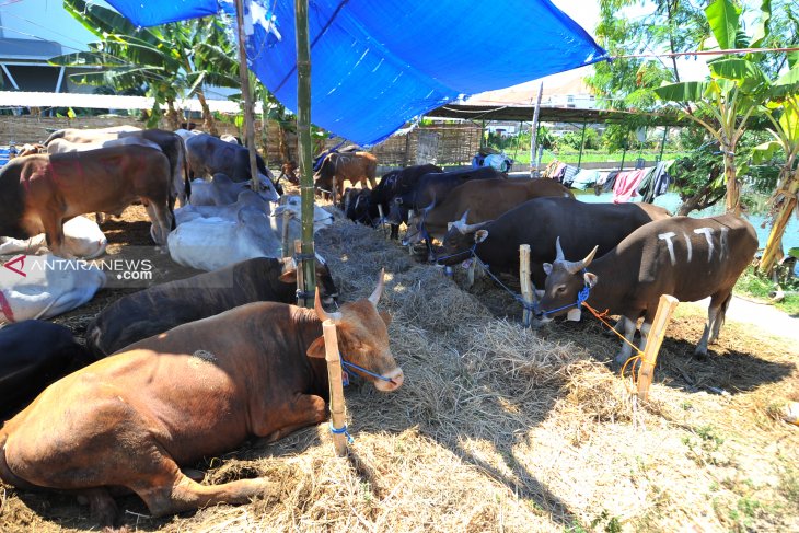 Penjualan hewan kurban di Kota Surabaya. (Foto: Antara/Istimewa)