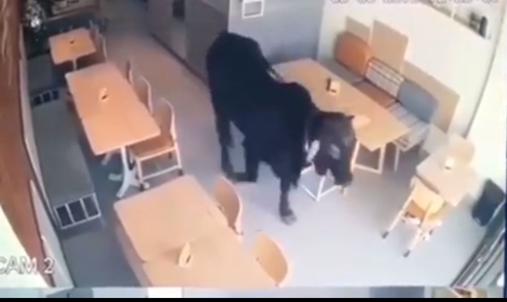 Sapi hitam yang nyelonong masuk ke dalam cafe di Semarang. (Foto: Screenshot/istimewa)