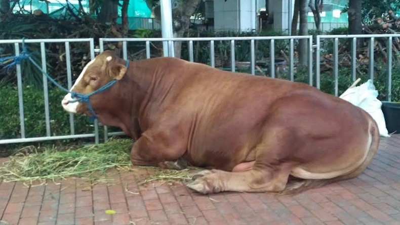 Sapi jenis Limosin hewan kurban Presiden Joko Widodo (Jokowi) di Masjid Istiqlal Jakarta.