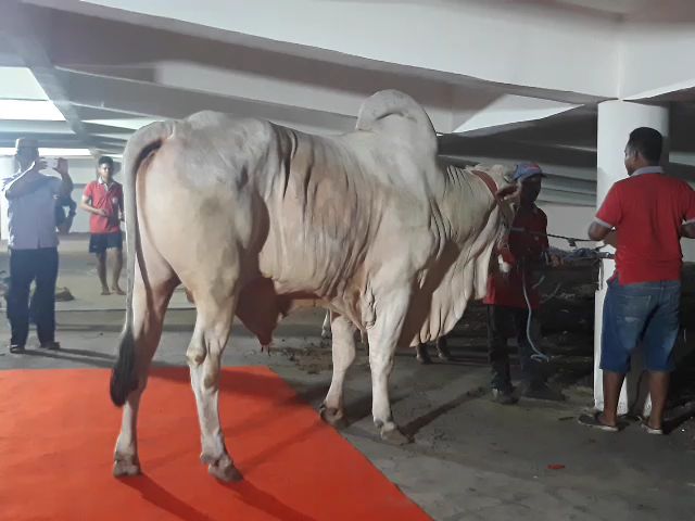 Sapi sumbangan Presiden Joko Widodo, lewati karpet merah sebelum disembelih. (Foto: Haris/ngopibareng.id)