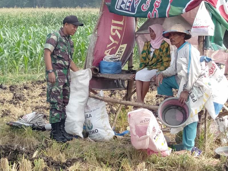 Babinsa.Koramil.0815/05 Gedeg Serda Riswandi mendampingi petani pupuk tanaman jagung