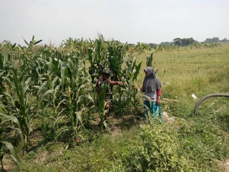 Babinsa Koramil 0815/01 Pralon, Pelda Suryono Saat Mendampingi Petani melakukan Pengecekan Hama Tanaman Jagung, di Lingkungan Balongkrai, Kelurahan Pulorejo, Kecamatan Prajurit Kulon, Kota Mojokerto