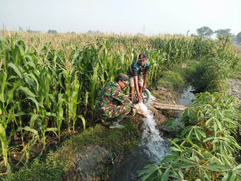 Babinsa Koramil 0815/04 Puri Serda Yudi Setiyanto, saat membantu petani mengairi lahan tanaman jagung di Dusun Brangkal Wetan, Desa Kintelan Kecamatan Puri, Kabupaten Mojokerto.