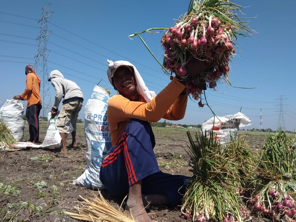 Petani Nganjuk panen tanaman bawang merah (Foto: Ffendi/ngopibareng.id))