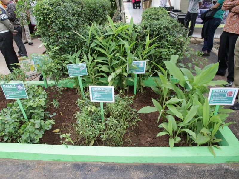 pola tanaman obat keluarga yang diterapkan di masyarakat. (Foto: dok Humas)