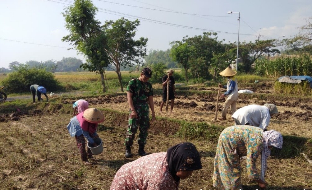 Babinsa Koramil 0815/13 Kutorejo Kodim 0815 Mojokerto Kopda Iswanto saat mendampingi petani tanam jagung, di Dusun Kebaron, Desa Singowangi, Kecamatan Kutorejo, Kabupaten Mojokerto