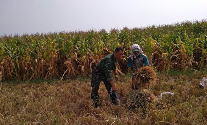 Babinsa Koramil Sooko Pelda Sunaryo Saat mendampingi petani panen padi