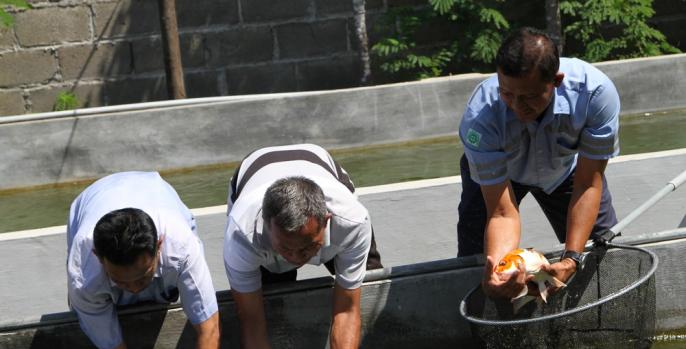 Sentra budidaya ikan koi di Kabupaten Pasuruan. (Foto: Dok Humas)