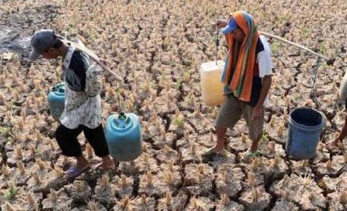 Mencari air di tanah kering di Kabupaten Ende, NTT. (Foto:Antara)