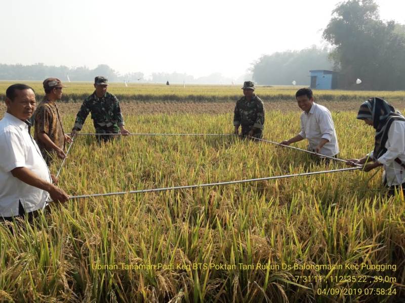 Babinsa Koramil Pungging bersama PPL turun langsung ke sawah lakukan pengubinan