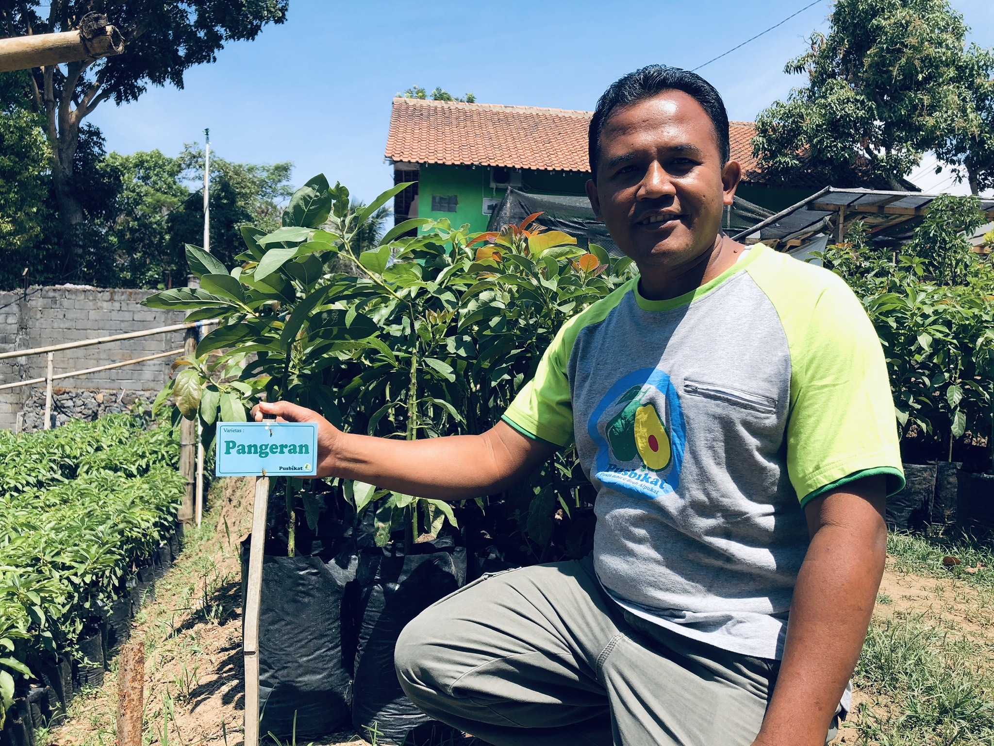 Agus Priyadi di kebun pembibitan alpukat miliknya. (Foto-foto Arif Afandi/ngopibareng.id)