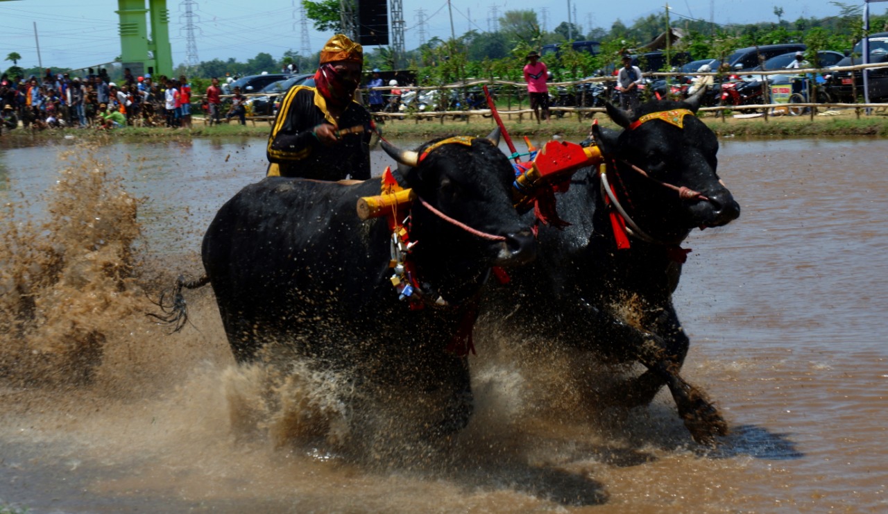 SEPASANG sapi melesat di atas lahan berlumpur dalam kerapan sapi brujul di Kota Probolinggo. (foto: Ikhsan/ngopibareng.id)