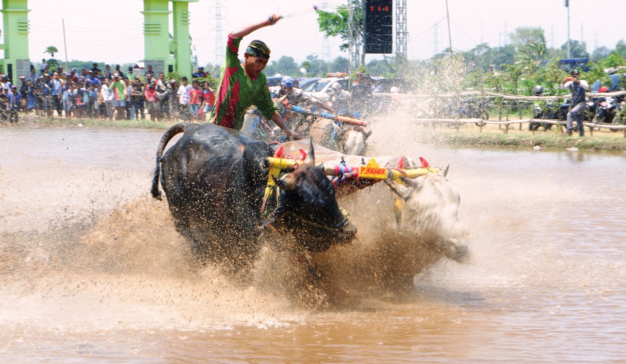 SEPASANG sapi melesat di atas lahan berlumpur dalam kerapan sapi brujul di Kota Probolinggo. (foto: Ikhsan/ngopibareng.id)