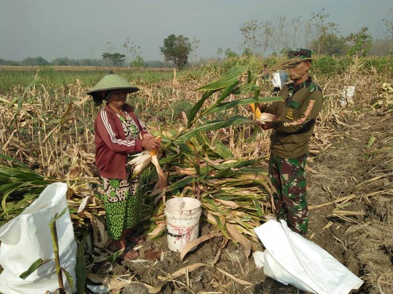 Babinsa Tanjungan Koramil 0815/06 Kemlagi Serda Al Idrus saat membantu petani panen jagung di Dusun/Desa Tanjungan, Kemlagi, Mojokerto