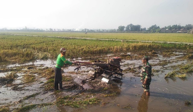 Babinsa Koramil 0815/12 Ngoro Sertu Ashard Ware Wale Dampingi Petani Tanam Padi