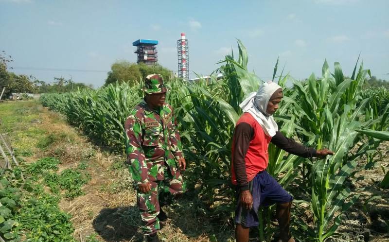 Babinsa Koramil 0815/07 Jetis Pelda Santoso saat mendampingi petani merawat tanaman jagung 