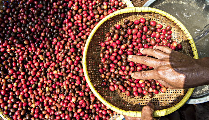 Ilustrasi biji kopi petani lokal Temanggung. (Foto: Dok/Antara)