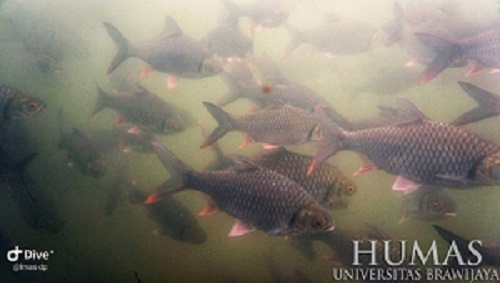 Ikan badher Bang di Sungai Kali Brantas (Foto: Istimewa)