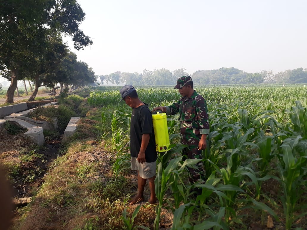 Sersa Kussyairi Dampingi Petani Rawat Tanaman Jagung