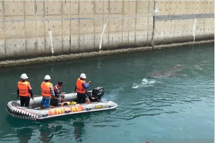 Tim Rescue Whale Shark Paiton tengah mengevakuasi ikan hiu paus yang terjebak di kanal inlet wilayah  sekitar PLTU Paiton, Jawa Timur (FotoANTARA/PLTU Paiton)