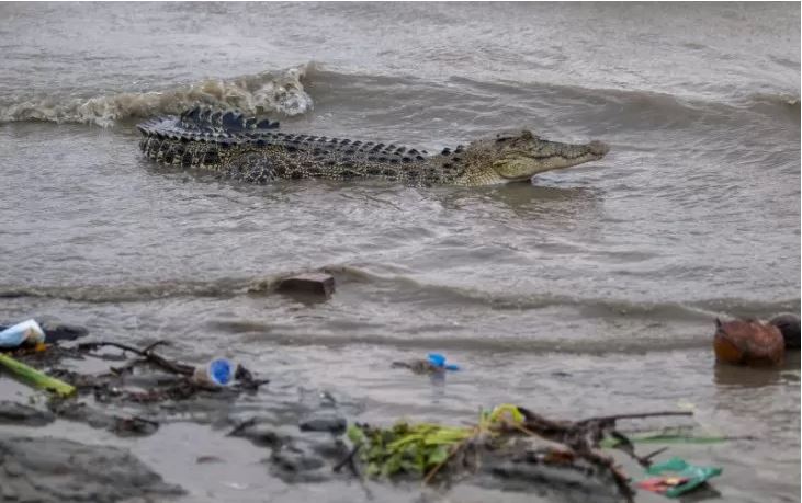 Ilustrasi buaya di sebuah sungai. Seorang warga Tulang Bawang, Lampung, tewas diterkam buaya saat menjala ikan pada Sabtu 21 September 2019 di salah satu sungai di daerah itu. (Foto: Antara/Basri Marzuki)