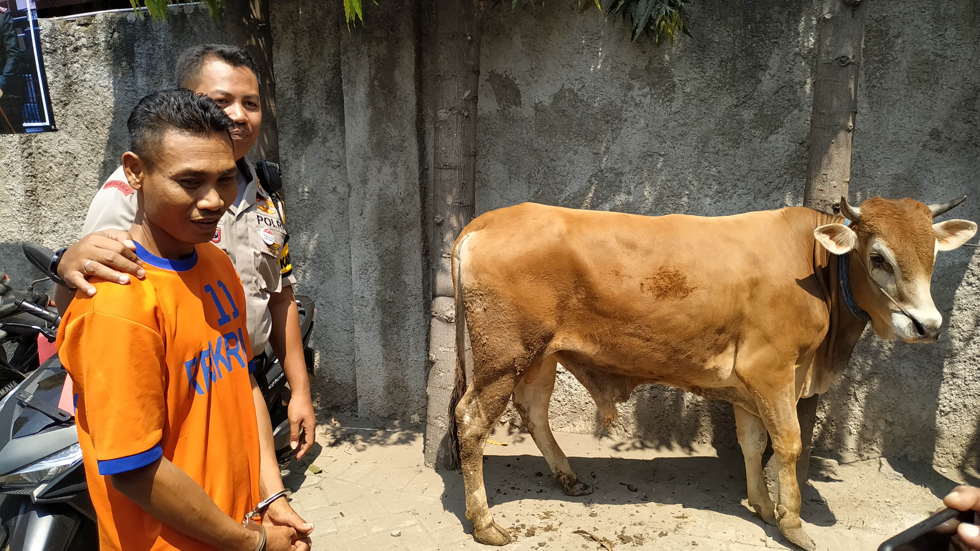 Tersangka  tertangkap bersama barang bukti seekor sapi usai gelar perkara di Mapolres Kediri, Selasa, 24 September 2019. (Foto: Fendi/ngopibareng.id)