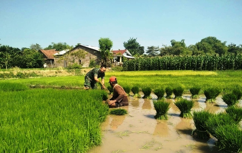 Babinsa Koramil 0815/03 Sooko Serka Sudirman turun langsung bantu petani cabut bibit siap tanam, di Desa Klinterejo