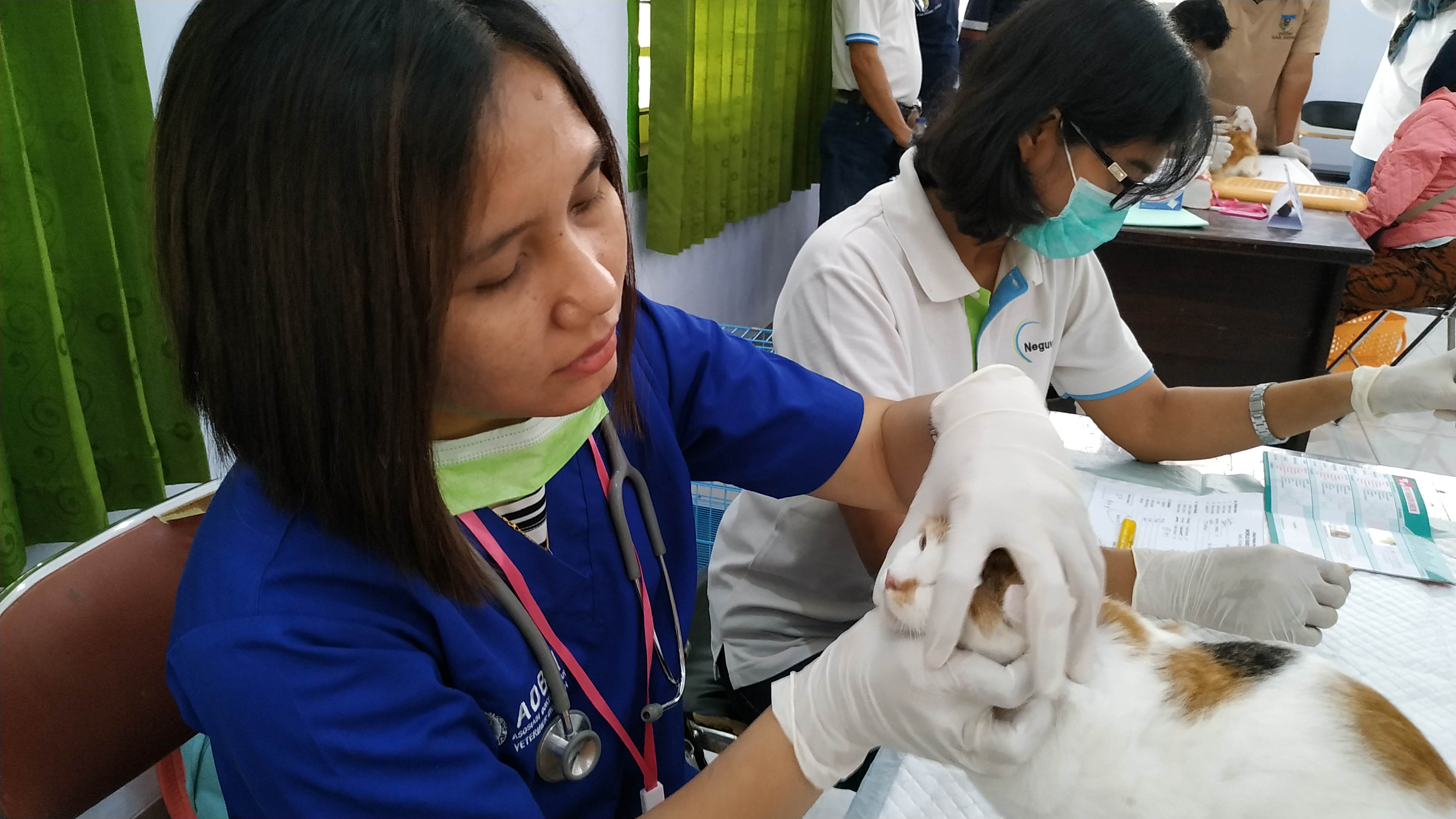 ratusan hewan kucing, anjing dan Musang divaksin rabies (Fendi/ngopi bareng) 