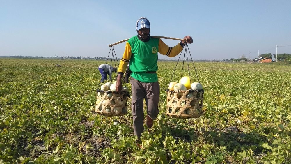 Petani saat memanen blewah di sawah. (Foto: Nasih/ngopibareng.id)