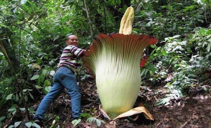 Tanaman  Amorphophallus Gigas di Kebun Raya Bogor. (Foto:Antara)