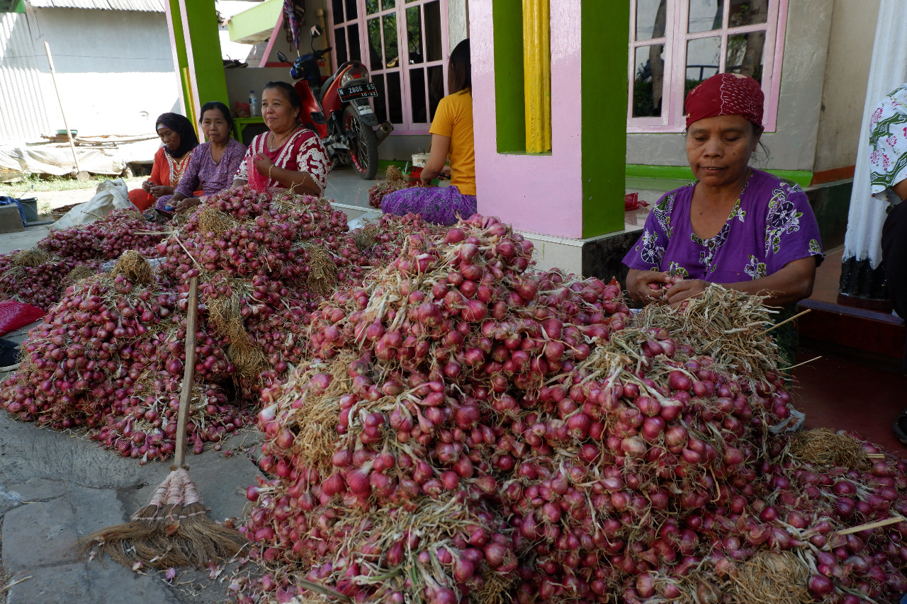 PETANI di Probolinggo sedang membersihkan bawang merah usai panen. (foto: Ikhsan/ngopibareng.id)