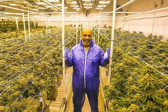 Ladang ganja milik Mike Tyson, Tyson Ranch.