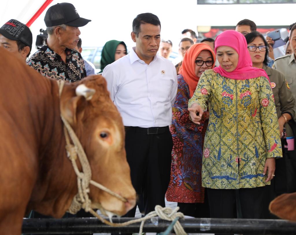 Menteri Pertanian Amran Sulaiman bersama Gubernur Jatim Khofifah Indar Parawansa meninjau lokasi pembenihan sapi unggul di Dinas Pertanian Jawa Timur. (Foto: Faiq/ngopibareng.id)