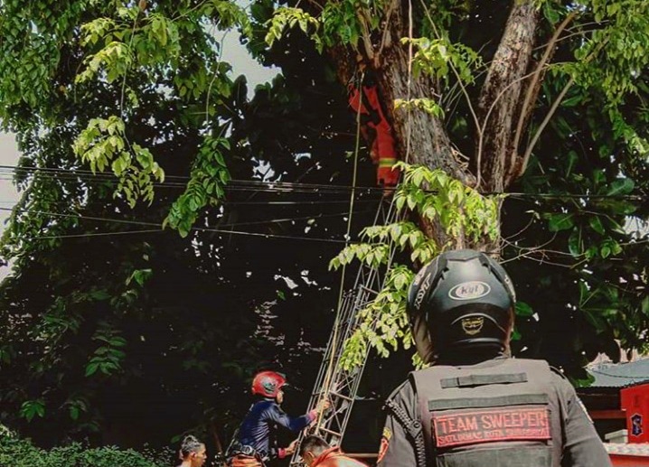 Proses evakuasi penerjun yang mendarat di pohon. (Foto: Istimewa)