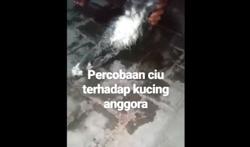 Tangkapan layar orang tak bertanggungjawab siksa kucing dengan minumkan ciu atau arak Jawa. (Foto: Tangkapan Layar)