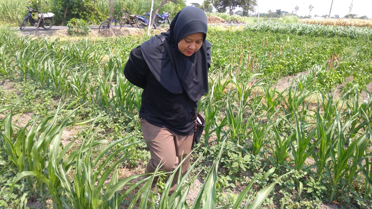 Petugas PPL melakukan peninjauan lokasi serangan hama ulat. (Foto: Fendi/ngopibareng.id)