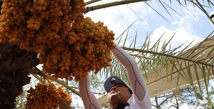 Bupati Pasuruan, HM Irsyad Yusuf memanen kurma di wisata kebun kurma. (Foto: Dok Humas)