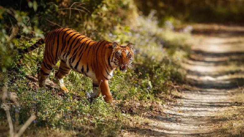 Ilustrasi, Harimau Sumatera.