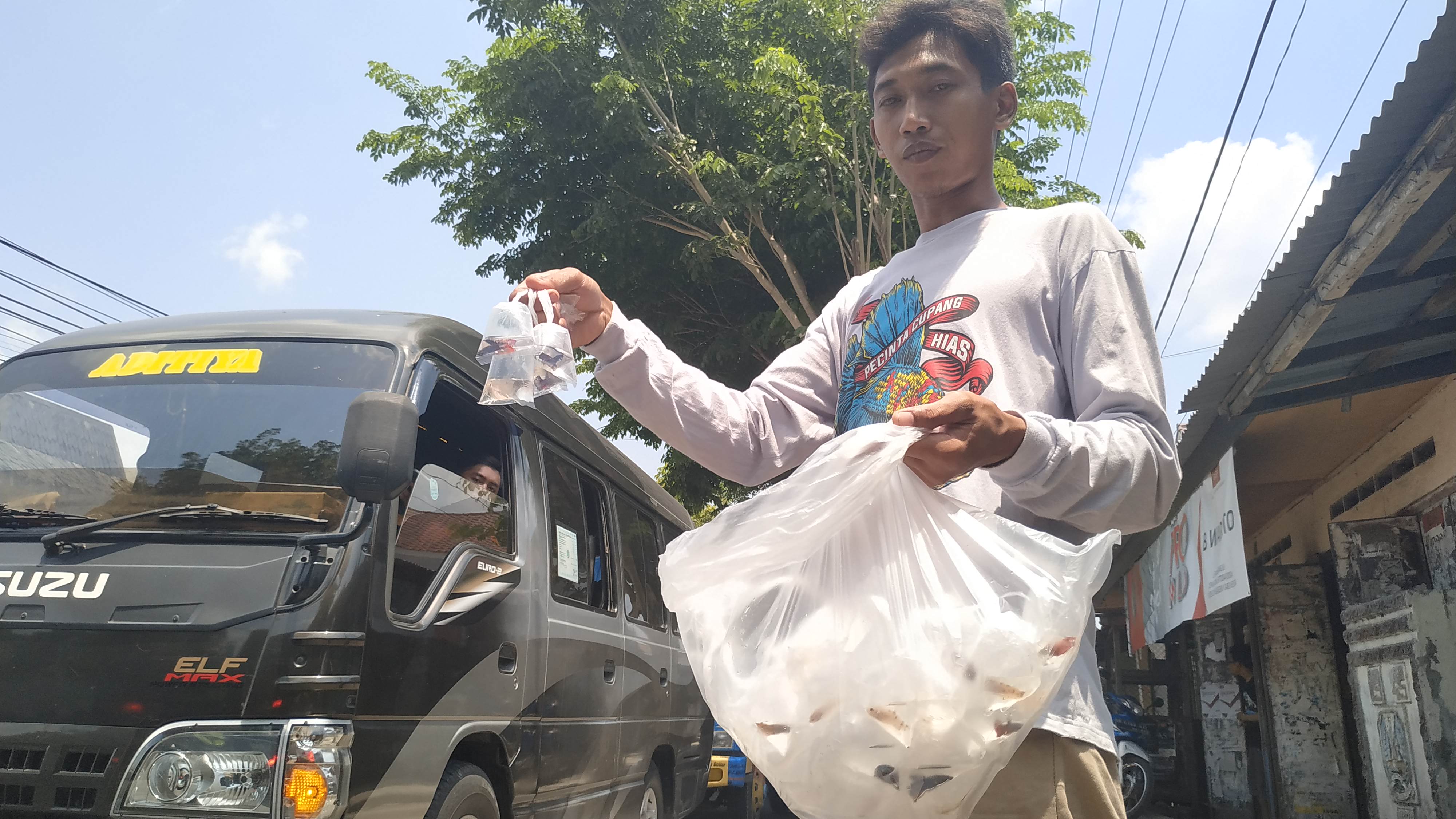 Ribuan ikan hias dibagikan untuk mengantisipasi penyebaran jentik-jentik nyamuk demam berdarah. (Foto: Fendi/Ngopibareng.id)